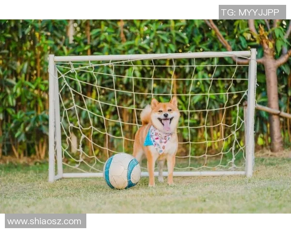 柴犬气质的足球明星展现独特魅力与运动精神